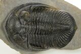 Gorgeous Zlichovaspis Trilobite - Atchana, Morocco #320857-1